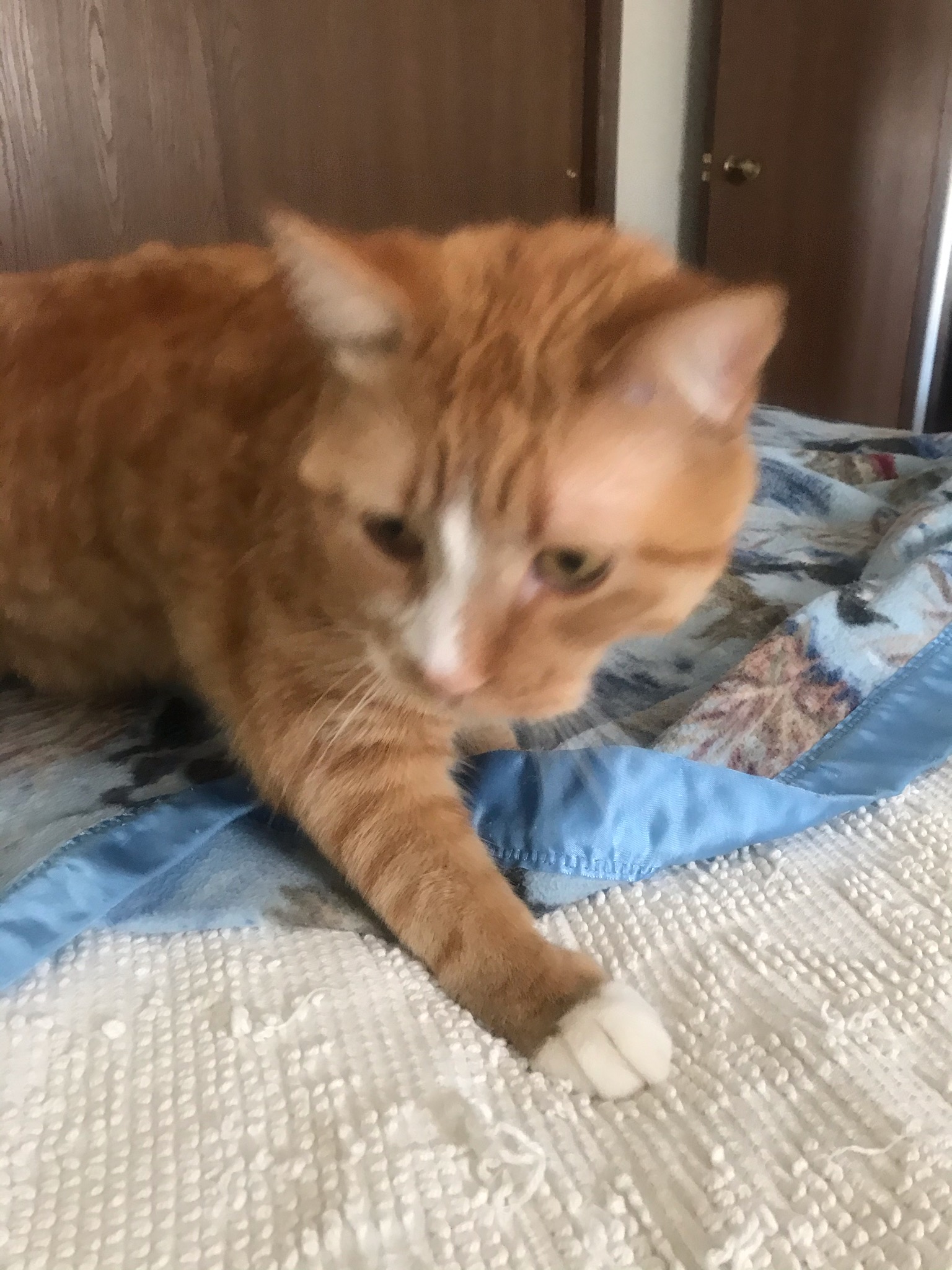 Gus the Kitten